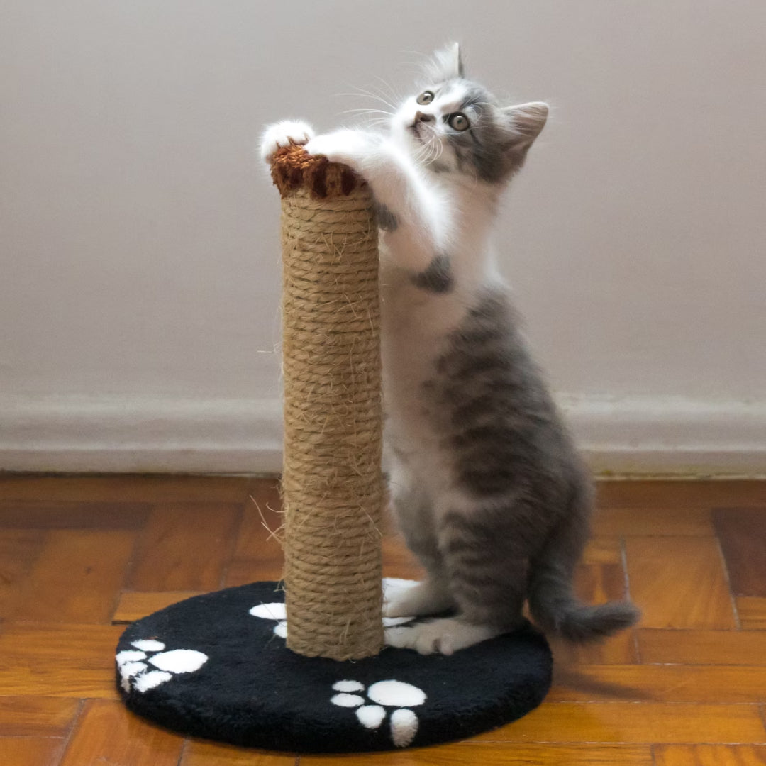 Pet Supplies