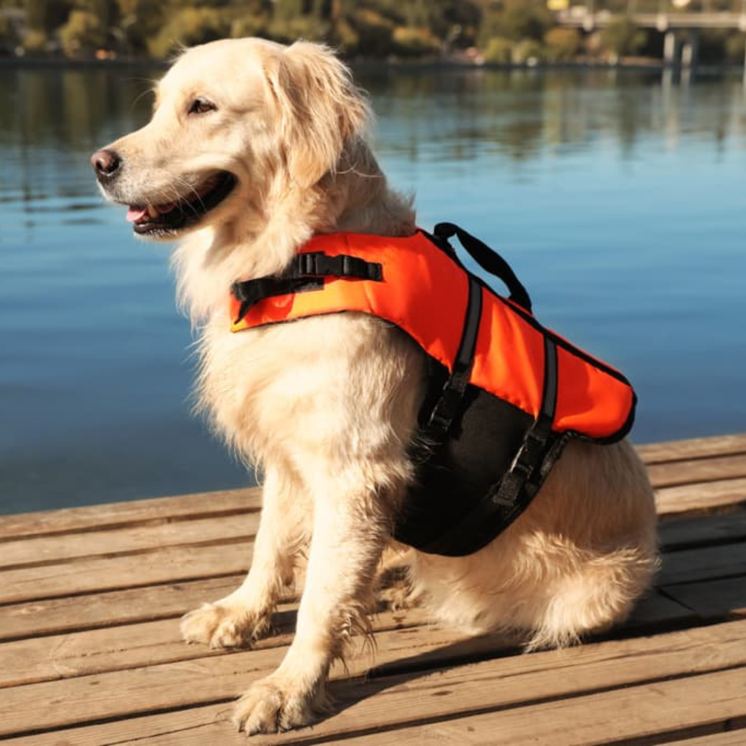 VisiFloat Reflective Dog Life Jacket