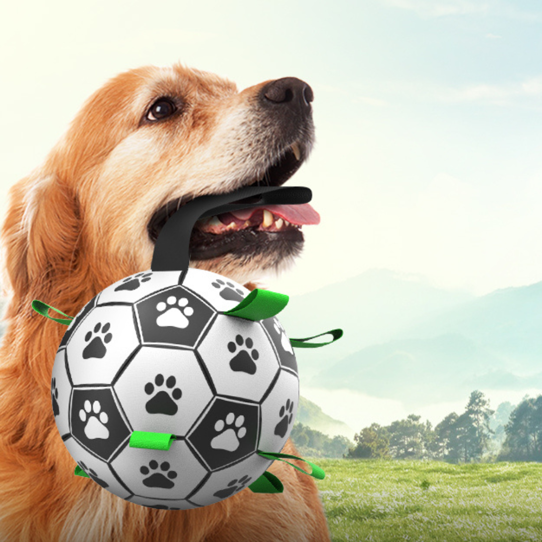 PupPlay Ball Fun Interactive