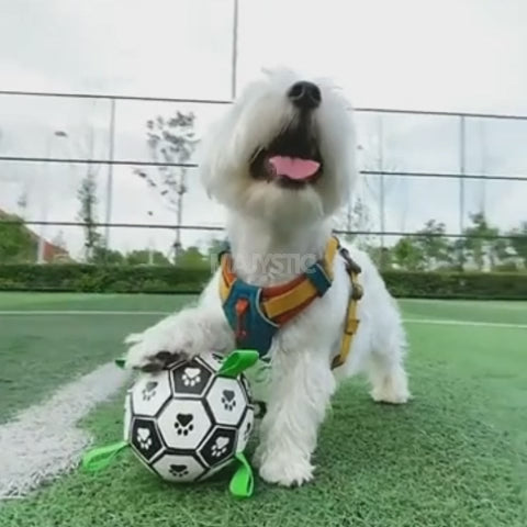 PupPlay Ball Fun Interactive
